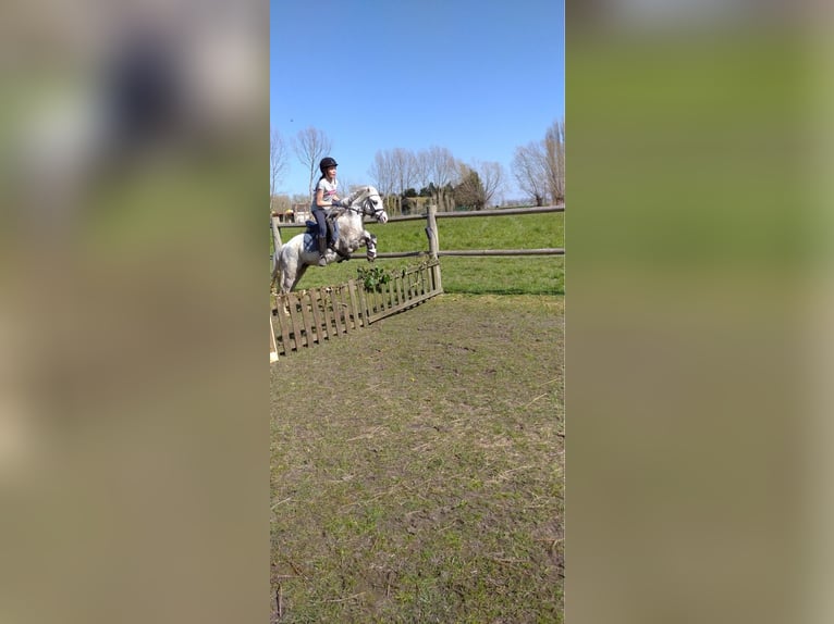 Welsh A (Mountain Pony) Gelding 8 years 11,1 hh Gray in Slijpe