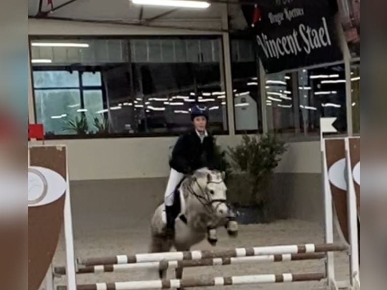 Welsh A (Mountain Pony) Gelding 8 years 11,1 hh Gray in Slijpe