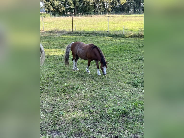 Welsh A (Mountain Pony) Gelding 8 years 11,2 hh Chestnut-Red in Quitzdorf am See