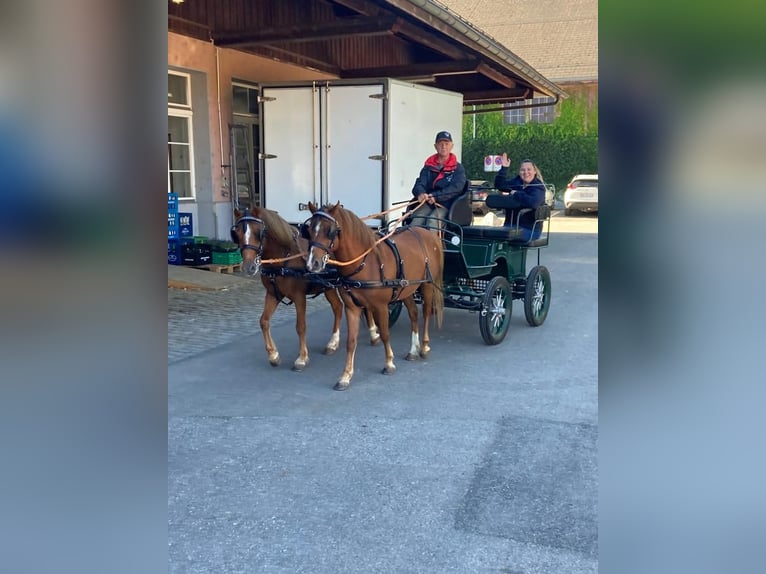 Welsh A (Mountain Pony) Gelding 8 years 11,2 hh Chestnut-Red in Reiden