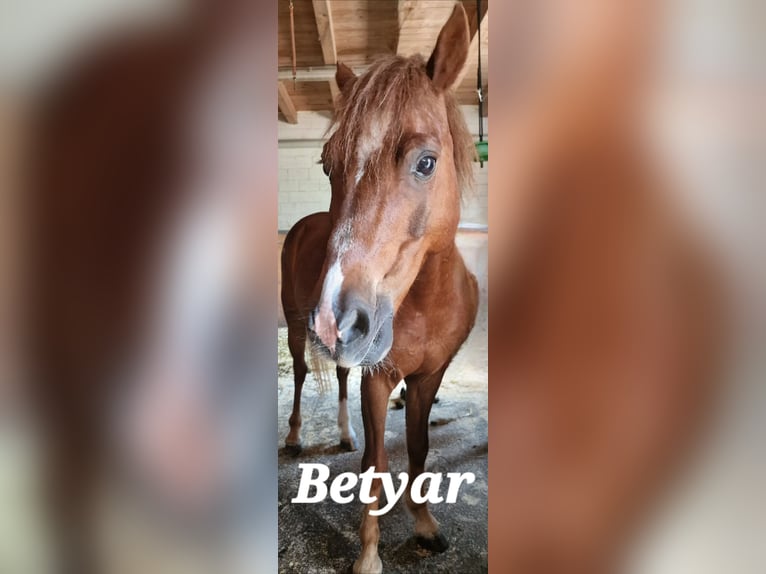 Welsh A (Mountain Pony) Gelding 8 years 11,2 hh Chestnut-Red in Reiden