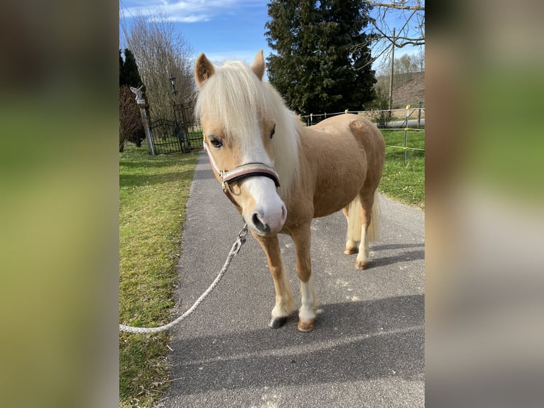 Welsh A (Mountain Pony) Gelding 8 years 11,3 hh Palomino in Eichendorf