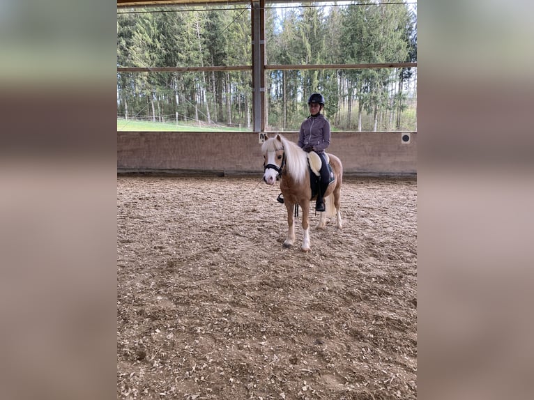 Welsh A (Mountain Pony) Gelding 8 years 11,3 hh Palomino in Eichendorf