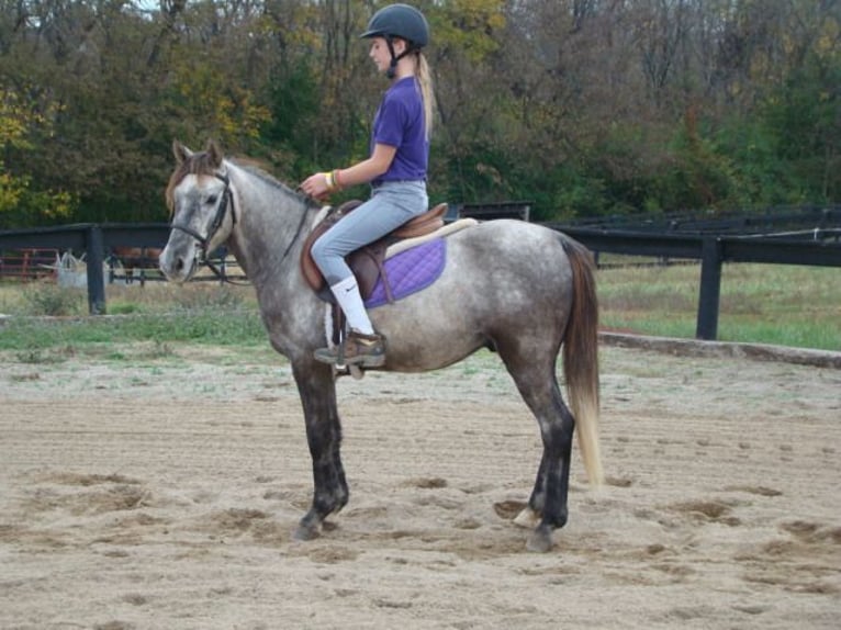 Welsh A (Mountain Pony) Gelding 8 years 12,3 hh Gray in Lexington Ky