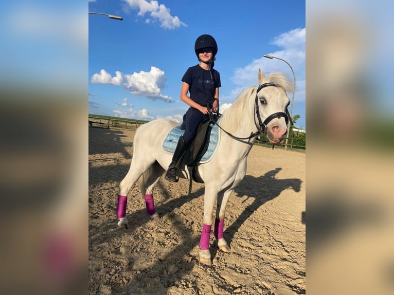 Welsh A (Mountain Pony) Gelding 9 years 11,1 hh Gray in Schermbeck