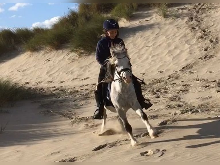 Welsh A (Mountain Pony) Gelding 9 years 11,1 hh Gray in Slijpe