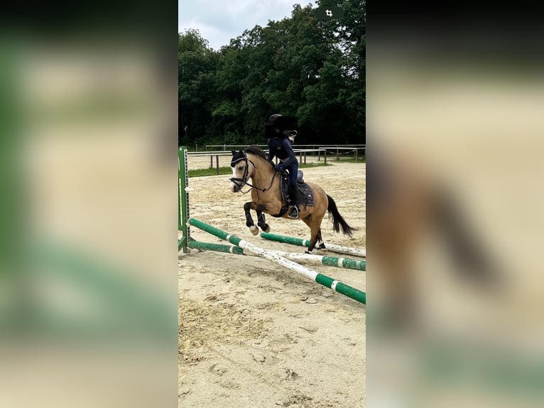 Welsh A (Mountain Pony) Gelding 9 years 11,2 hh Dun in Voerde