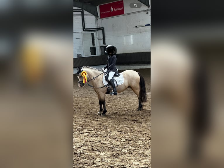 Welsh A (Mountain Pony) Gelding 9 years 11,2 hh Dun in Voerde