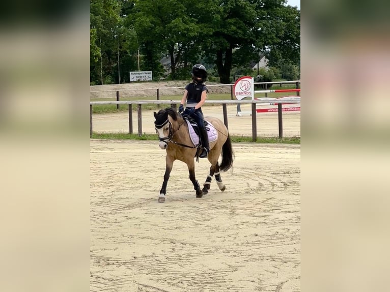 Welsh A (Mountain Pony) Gelding 9 years 11,2 hh Dun in Voerde