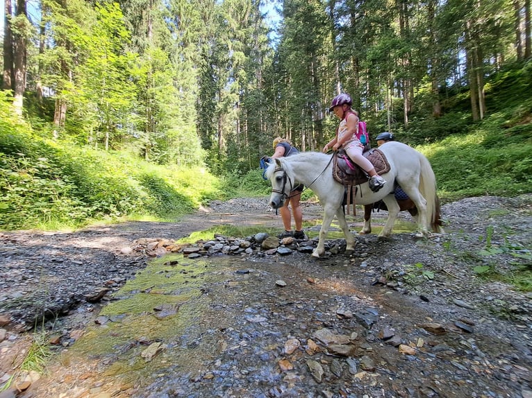 Welsh A (Mountain Pony) Mix Gelding 9 years 11,2 hh Gray in Kirchberg in Tirol