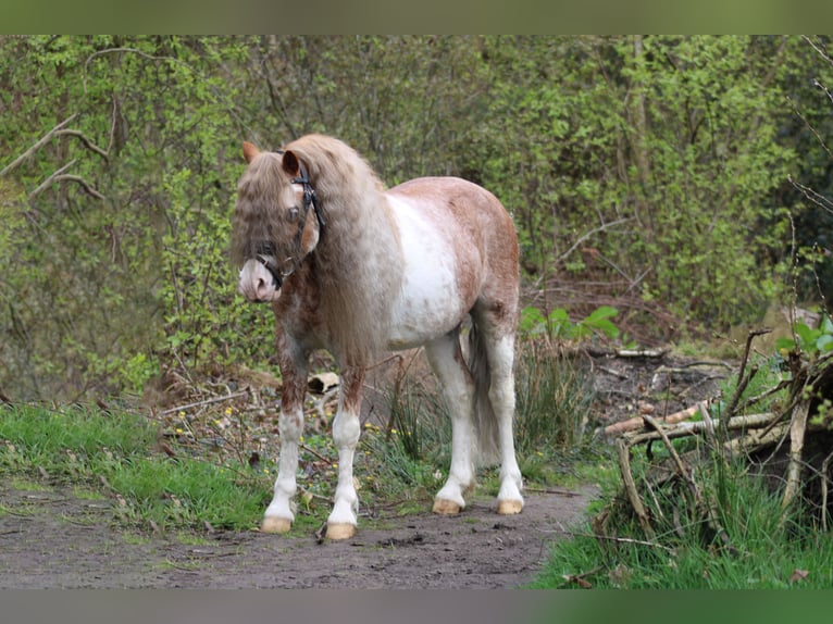 Welsh A (Mountain Pony) Gelding 9 years 11,2 hh Sorrel in Heemskerk
