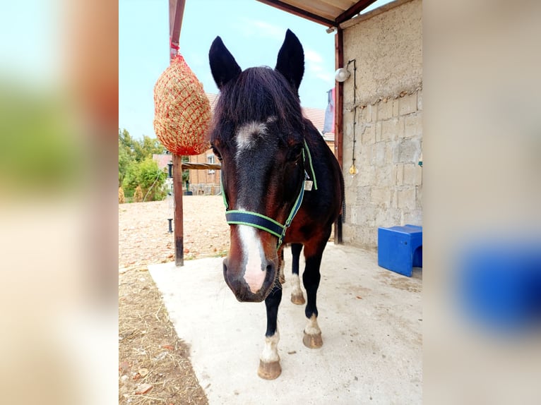 Welsh A (Mountain Pony) Mix Gelding 9 years 11,3 hh Bay-Dark in Rauschendorf