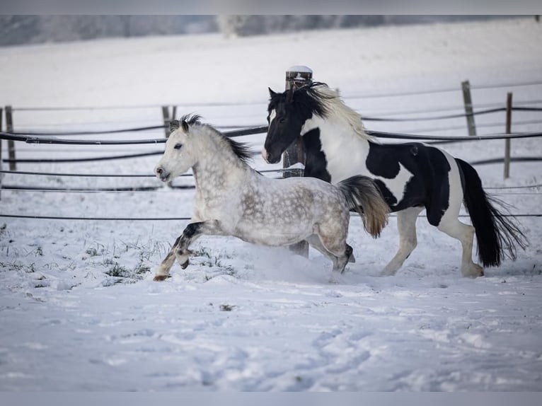 Welsh A (Mountain Pony) Gelding 9 years 11,3 hh Gray in Eberdingen