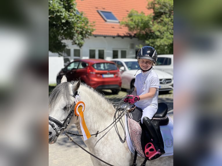 Welsh A (Mountain Pony) Gelding 9 years 11,3 hh Gray in Eberdingen