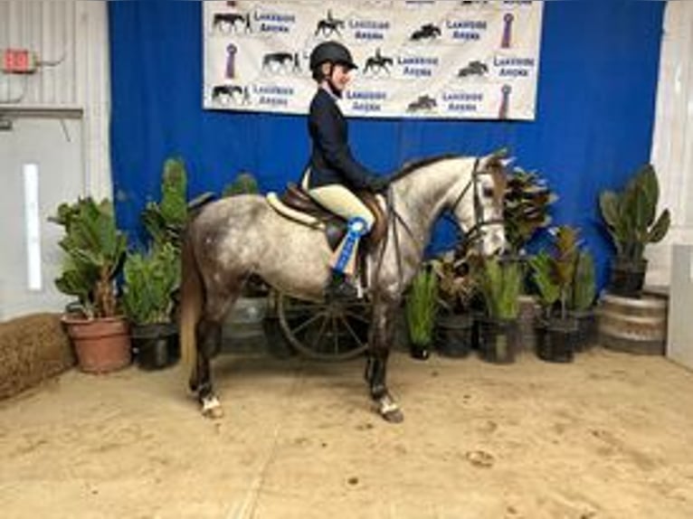 Welsh A (Mountain Pony) Gelding 9 years 12,3 hh Gray in Lexington Ky