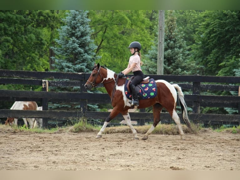 Welsh A (Mountain Pony) Gelding 9 years 13 hh Tobiano-all-colors in Highland MI