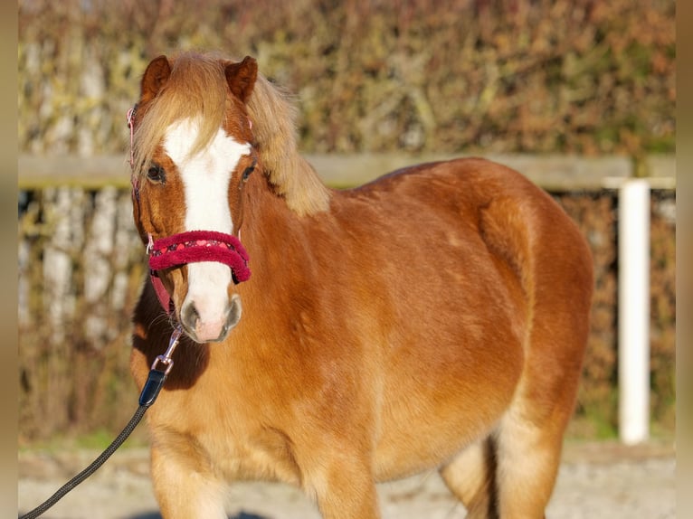 Welsh A (Mountain Pony) Mare 10 years 11,1 hh Chestnut-Red in Neustadt (Wied)