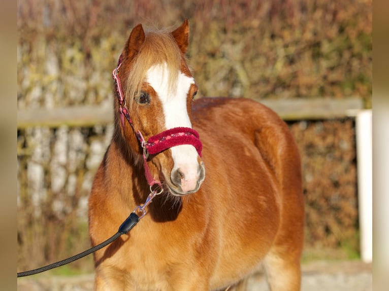 Welsh A (Mountain Pony) Mare 10 years 11,1 hh Chestnut-Red in Neustadt (Wied)