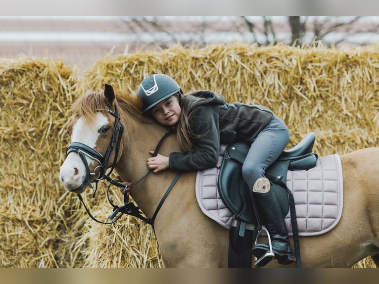 Welsh A (Mountain Pony) Mare 10 years 11,1 hh Chestnut-Red in Wuustwezelwuustwezel