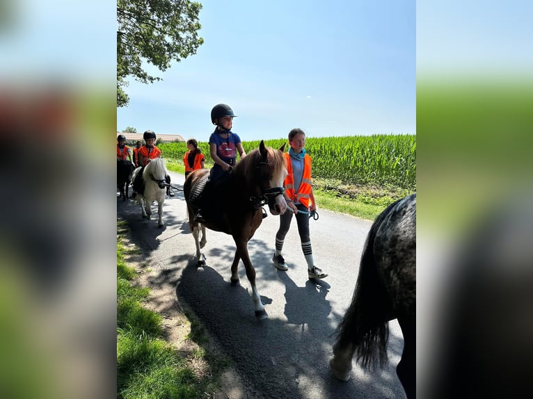 Welsh A (Mountain Pony) Mare 10 years 11,1 hh Chestnut-Red in Wuustwezelwuustwezel