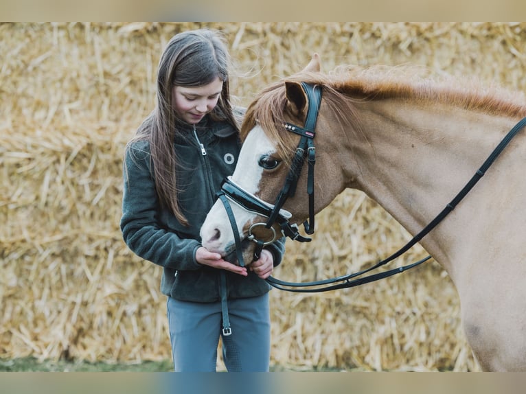 Welsh A (Mountain Pony) Mare 10 years 11,1 hh Chestnut-Red in Wuustwezelwuustwezel