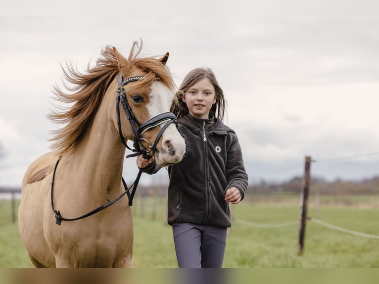 Welsh A (Mountain Pony) Mare 10 years 11,1 hh Chestnut-Red in Wuustwezelwuustwezel