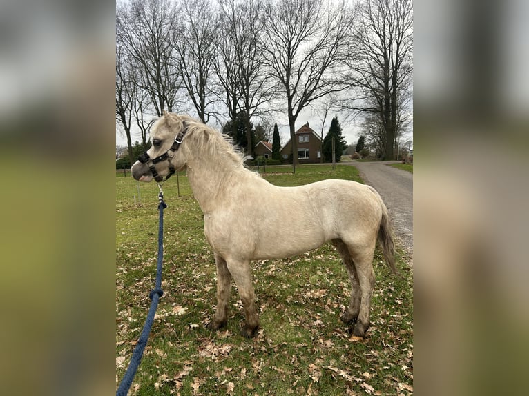 Welsh A (Mountain Pony) Mare 10 years 11,1 hh Palomino in EMMEN