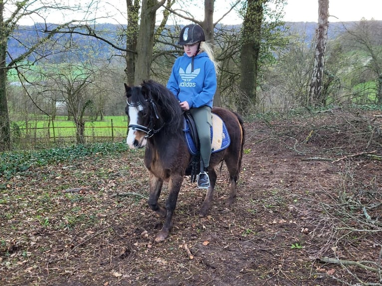 Welsh A (Mountain Pony) Mare 10 years 12,1 hh Bay-Dark in Lorch