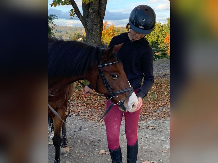 Welsh A (Mountain Pony) Mix Mare 10 years 12,2 hh in Braunfels Altenkirchen