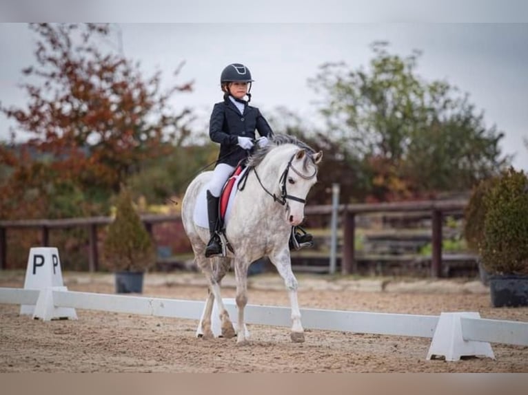 Welsh A (Mountain Pony) Mare 10 years 13,1 hh Gray in Mladá Boleslav