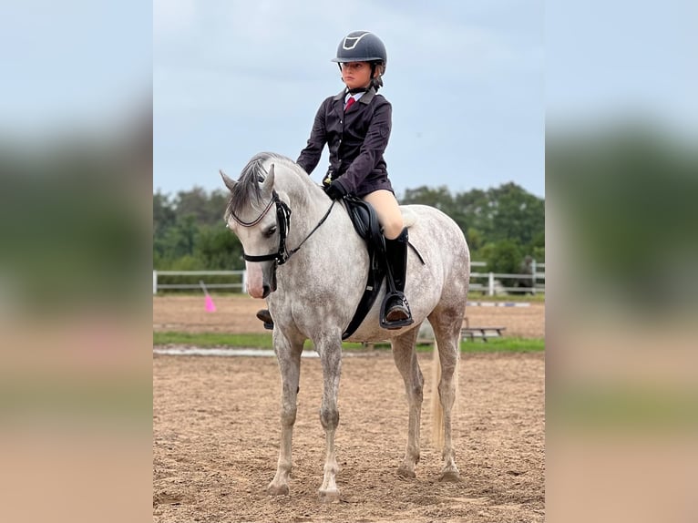 Welsh A (Mountain Pony) Mare 10 years 13,1 hh Gray in Mladá Boleslav