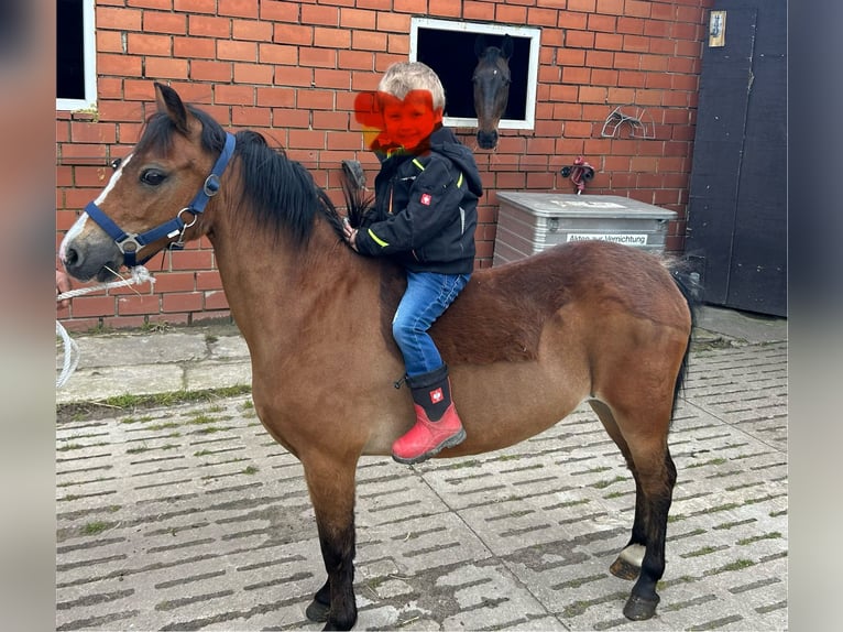 Welsh A (Mountain Pony) Mare 11 years 11,1 hh Bay-Dark in Essen (Oldenburg)