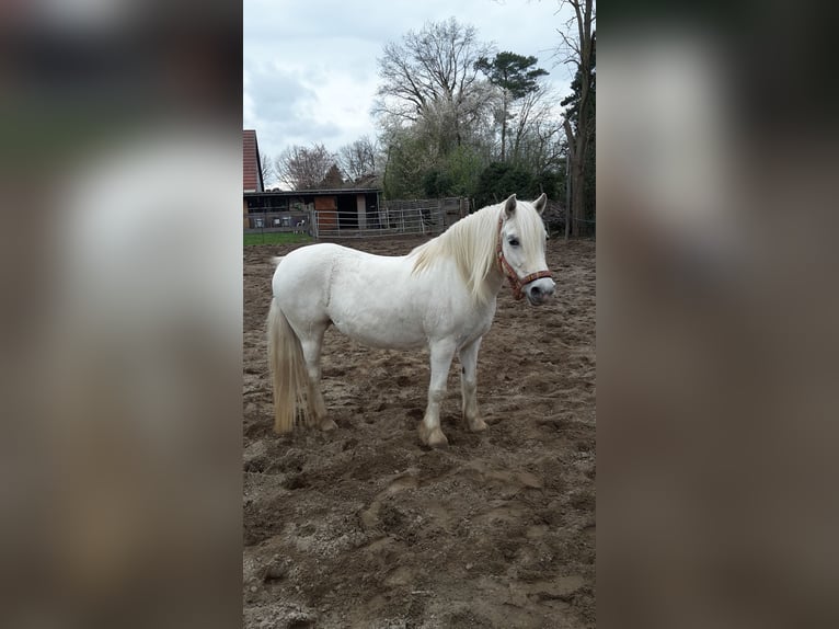 Welsh A (Mountain Pony) Mix Mare 11 years 13,2 hh Gray in Lüchow