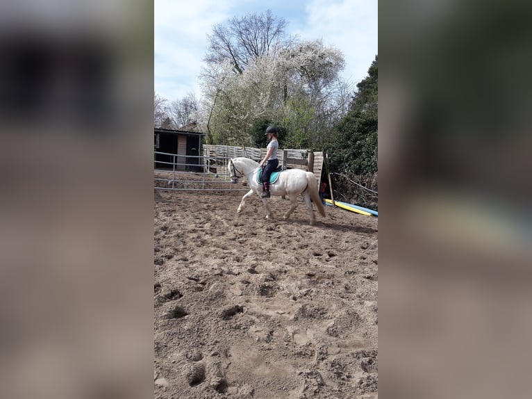 Welsh A (Mountain Pony) Mix Mare 11 years 13,2 hh Gray in Lüchow