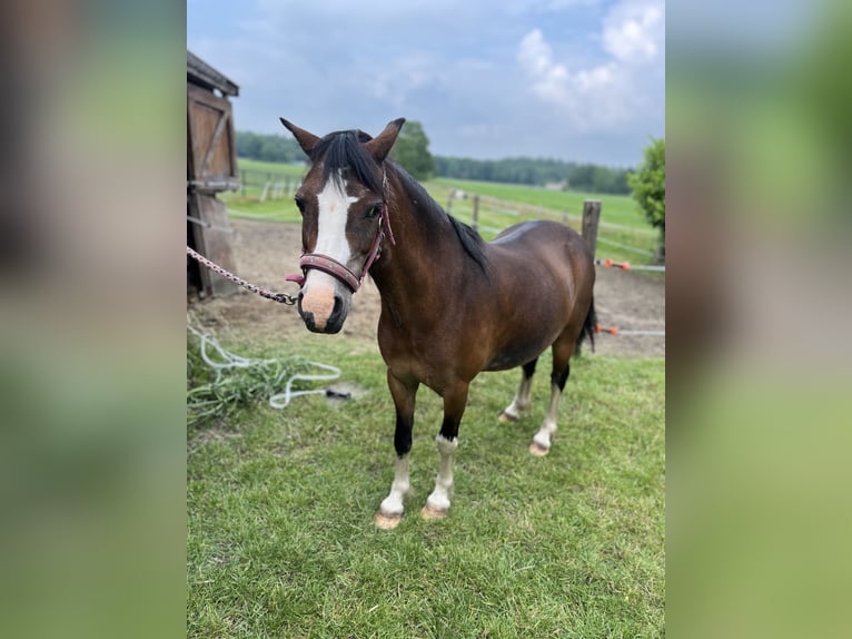 Welsh A (Mountain Pony) Mare 12 years 12,2 hh Chestnut in Oudemirdum