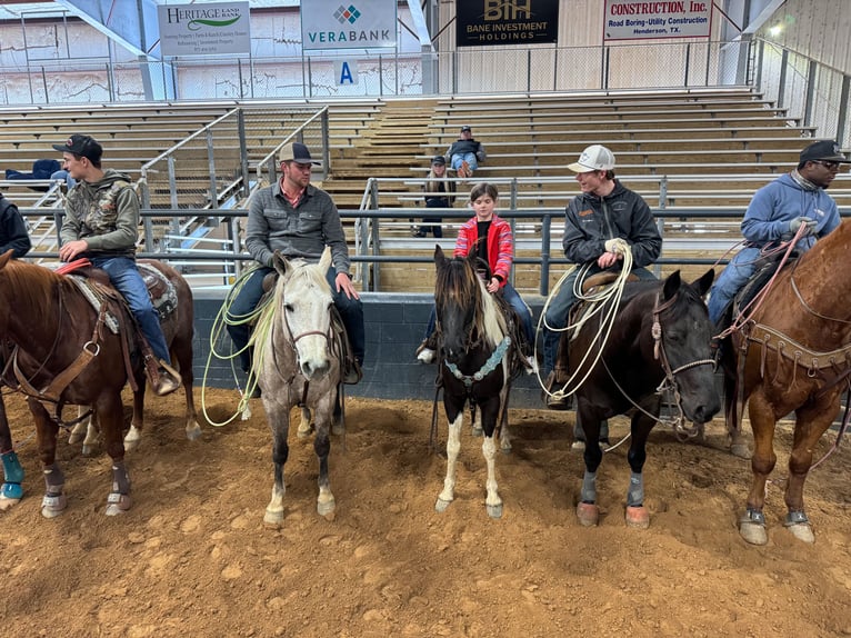 Welsh A (Mountain Pony) Mare 12 years 13,1 hh in Carthage, TX