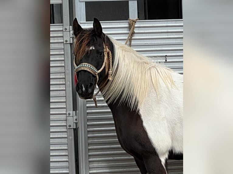 Welsh A (Mountain Pony) Mare 12 years in Carthage, TX