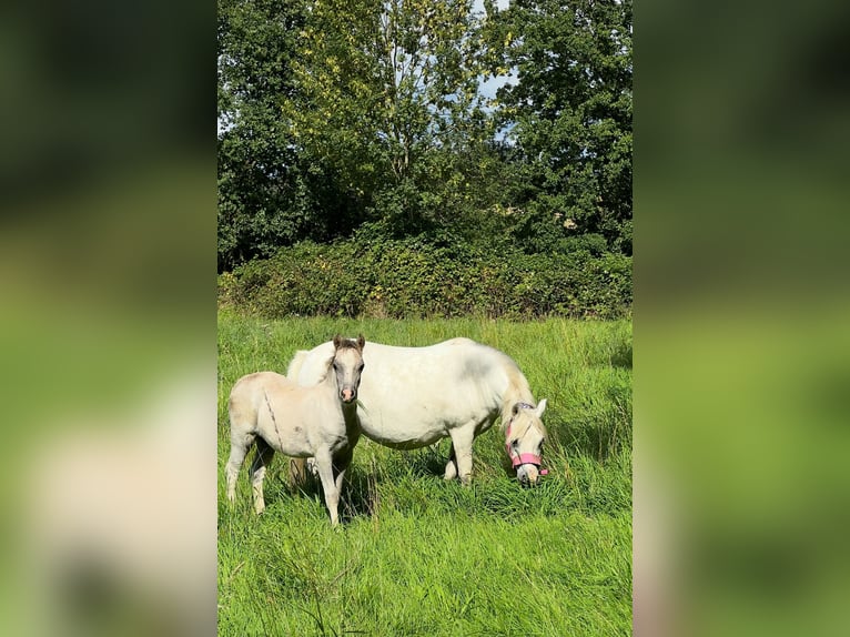 Welsh A (Mountain Pony) Mare 13 years 11,1 hh Gray in Bielefeld