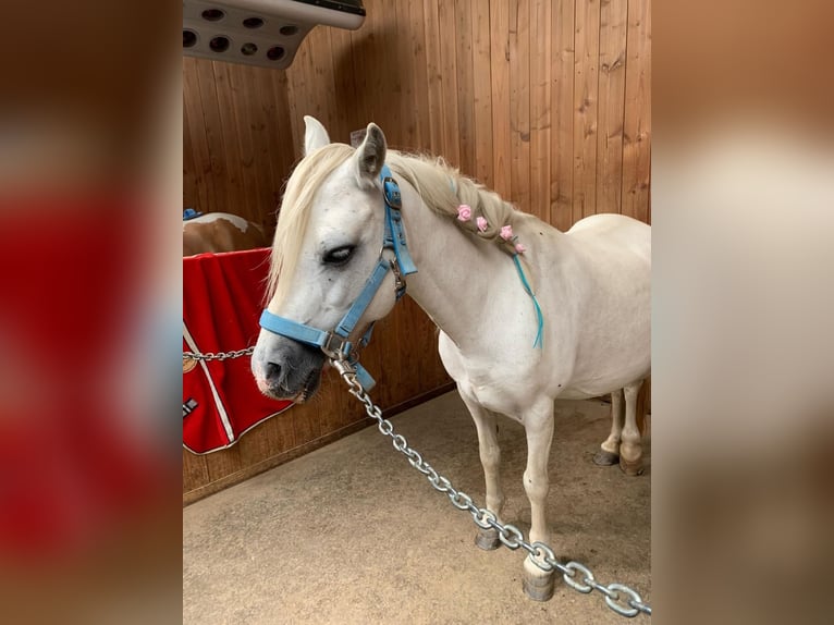 Welsh A (Mountain Pony) Mare 13 years 11,1 hh Gray in Elterlein