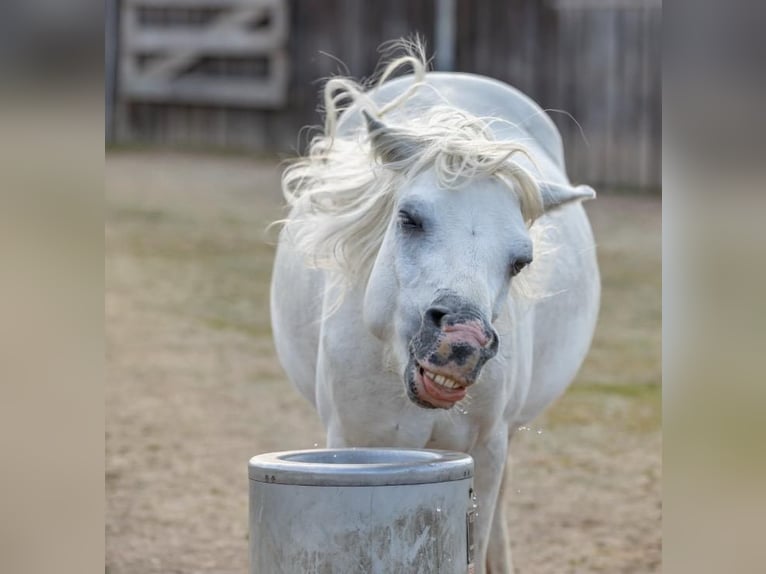 Welsh A (Mountain Pony) Mare 13 years 11,1 hh Gray in Elterlein