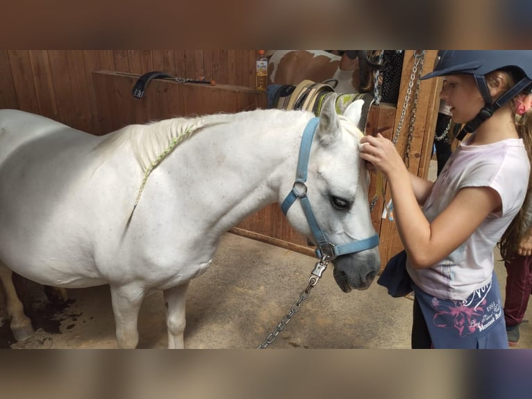 Welsh A (Mountain Pony) Mare 13 years 11,1 hh Gray in Elterlein