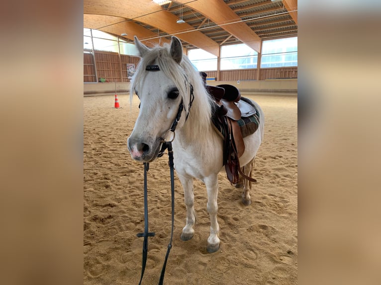 Welsh A (Mountain Pony) Mare 13 years 11,1 hh Gray in Elterlein