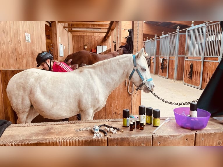 Welsh A (Mountain Pony) Mare 13 years 11,1 hh Gray in Elterlein