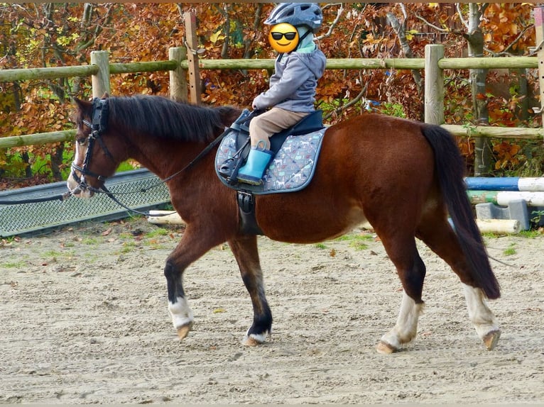 Welsh A (Mountain Pony) Mare 13 years 11,2 hh Brown in AHalle