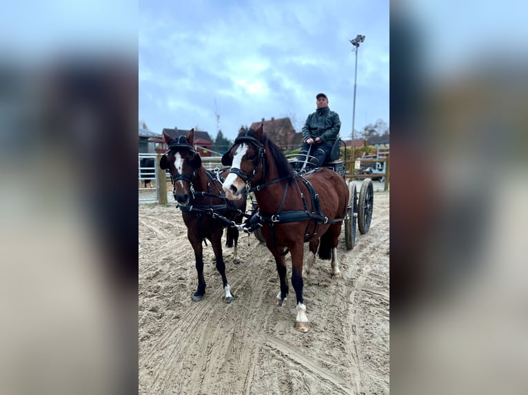 Welsh A (Mountain Pony) Mare 13 years 11,2 hh Brown in AHalle