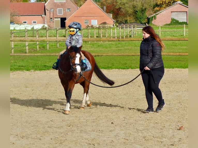 Welsh A (Mountain Pony) Mare 13 years 11,2 hh Brown in AHalle