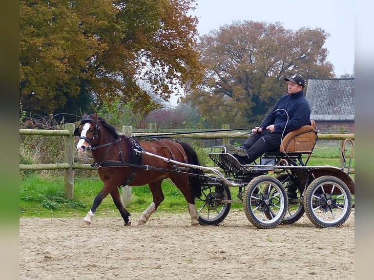 Welsh A (Mountain Pony) Mare 13 years 11,2 hh Brown in AHalle