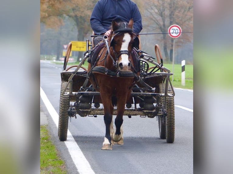 Welsh A (Mountain Pony) Mare 13 years 11,2 hh Brown in AHalle