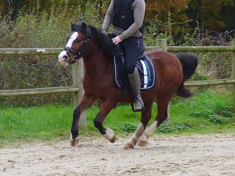 Welsh A (Mountain Pony) Mare 13 years 11,2 hh Brown in AHalle