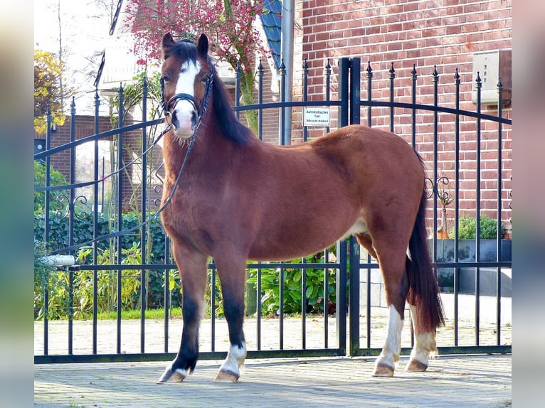 Welsh A (Mountain Pony) Mare 13 years 11,2 hh Brown in AHalle